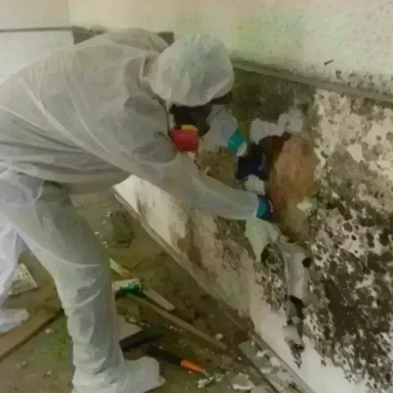 Mold Remediation and Removal in Daviess County, KY